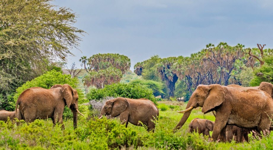 Samburu National Reserve, Samburu County, Kenya